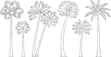 Collection of hand drawn black and white palm trees in various sizes and styles tropical © Nasum