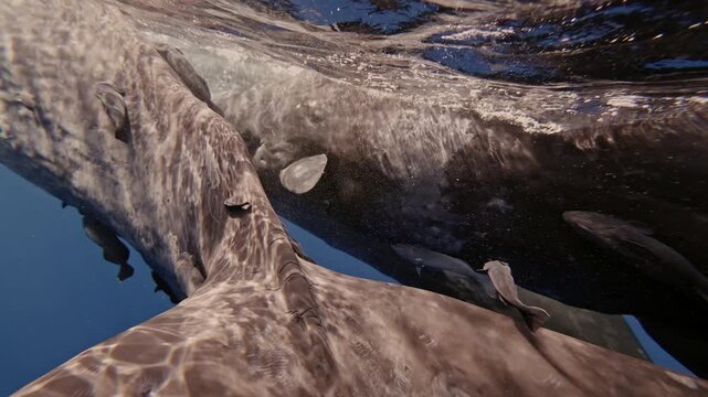 A massive sperm whale glides through the deep blue ocean, its enormous body filling the entire frame. Dozens of small remora fish cling closely to its skin, riding effortlessly