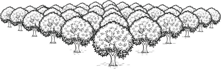 Orchard landscape with rows of fruit trees hand drawn line art vector illustration agriculture farm plantation perspective natural scenery design © MdNipon