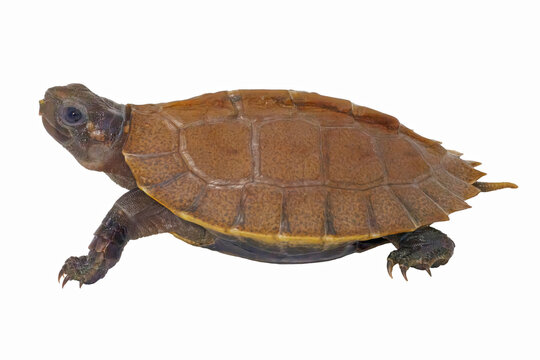 Arakan Forest Turtle, Heosemys depressa, hatchling on white background.