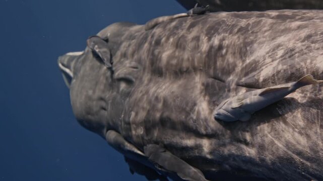 A massive sperm whale glides through the deep blue ocean, its enormous body filling the entire frame. Dozens of small remora fish cling closely to its skin, riding effortlessly