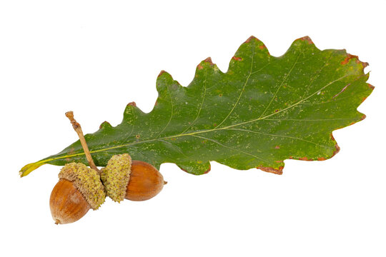 Swamp White Oak Leaf and Acorn, Quercus bicolor