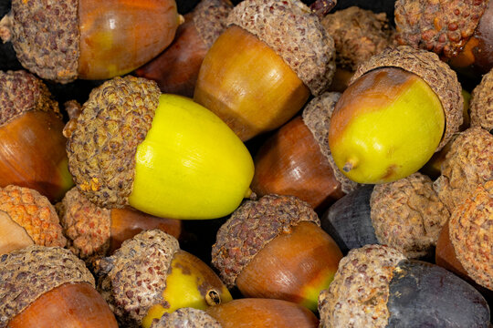 White Oak, Quercus alba, acorns