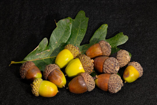 Acorns and leaf of a white oak, Quercus alba.