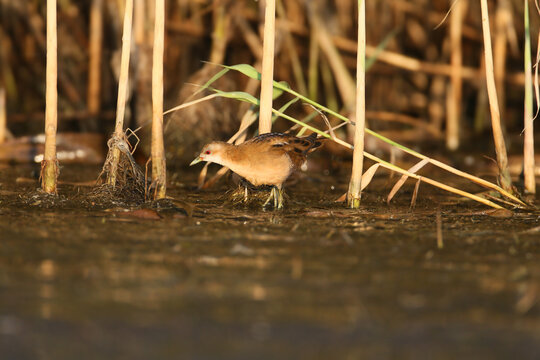 Adult Little Crake (Zapornia parva) foraging in the reeds during the early morning hours.
