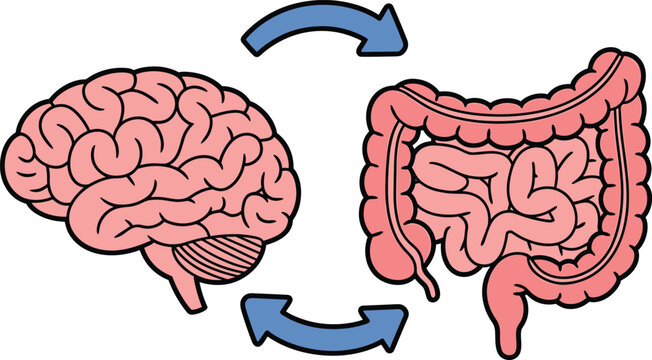 Gut brain axis connection vector illustration showing relationship between human brain and digestive system for mental health nutrition,