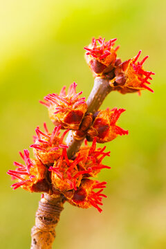 Silver maple, Acer saccharinum, female flowers