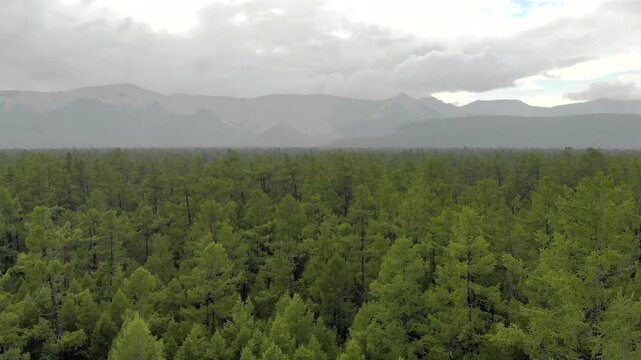 Cinematic aerial drone view of a single Mongolian yurt ger near forest edge in northern Mongolia. Isolated ger dwelling surrounded by woodland and grassland, capturing traditional nomad life and seren