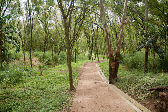 Pedestrian gravel path winding through a lush green tropical forest with slender trees and dense foliage in a public park.