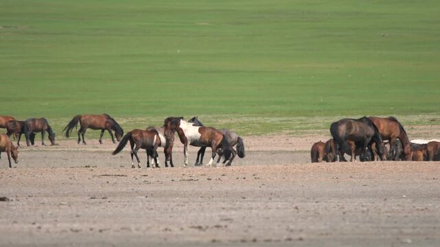 Wild free horse herd on open steppe showing fighting behavior and dust bathing ritual. Untamed animals clash and roll on ground to clean parasites, revealing raw nature and survival.
