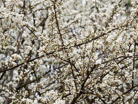 (Prunus domestica 'syriaca') Rameaux du mirabellier ou prunier mirabelles couvert de bourgeons &agrave; fleurs printanier ronds et blanc 