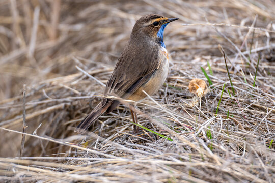 Bluethroat on the ground.