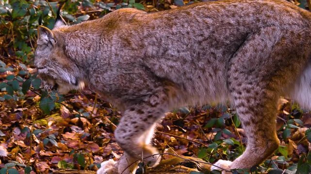 Close up of european Lynx cat or Bobcat moving around the forest on cloudy spring day, searching for food.