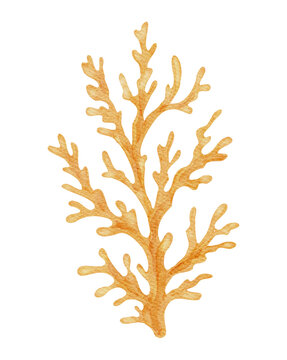 Coral Branch Marine Sea Ocean Watercolor Reef Coastal Summer Element on a Transparent Background