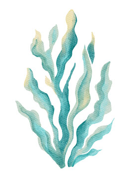 Seaweed Plant Marine Sea Ocean Watercolor Reef Coastal Summer Natural Element on a Transparent Background