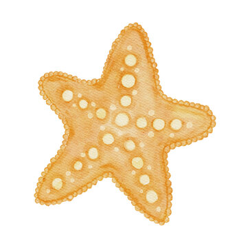 Watercolor Starfish Animal Marine Sea Ocean Beach Coastal Summer Tropical Sea Star on a Transparent Background