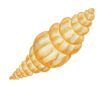 Seashell Spiral Marine Sea Ocean Watercolor Seashell Mollusk Beach Coastal Summer Shell on a Transparent Background