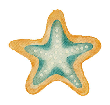 Watercolor Starfish Animal Marine Sea Ocean Beach Coastal Summer Tropical Sea Star on a Transparent Background