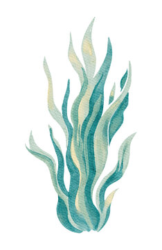 Seaweed Plant Marine Sea Ocean Watercolor Reef Coastal Summer Natural Element on a Transparent Background
