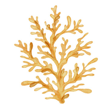 Coral Branch Marine Sea Ocean Watercolor Reef Coastal Summer Element on a Transparent Background
