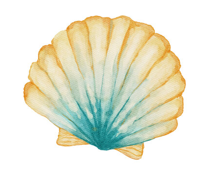 Watercolor Seashell Mollusk Beach Coastal Summer Marine Sea Ocean Scallop Shell on a Transparent Background on a Transparent Background