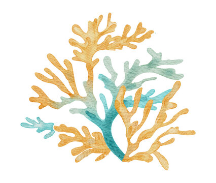 Watercolor Coral Seaweed Marine Sea Ocean Coastal Summer Reef on a Transparent Background