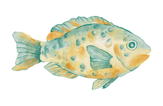 Watercolor Tropical Fish Animal Marine Sea Ocean Beach Coastal Summer Seafood on a Transparent Background