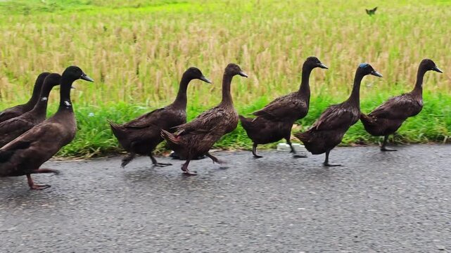 A group of domestic ducks walking in a row along a rural road for animal husbandry and farming education.