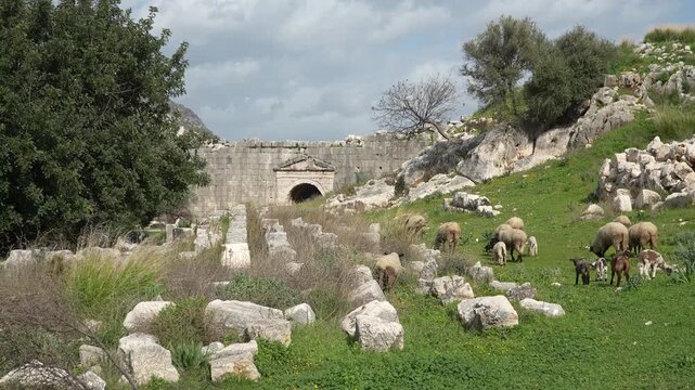Sheep grazing among the ancient ruins and arched entrance of Letoon Sacred Area, historic Lycian ruins near city of Xanthos, Mugla, Turkey