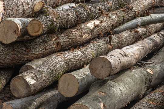 Stacks of beech and oak logs are piled in a forest clearing for timber sale. The neatly arranged trunks reflect forestry work, wood harvesting, and the economic use of natural resources in a German wo