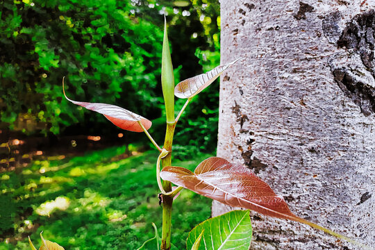 Pipal Tree (Ficus religiosa) plant Spruce leaf. with blur background