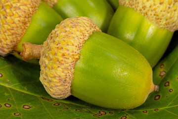 Chinquapin Oak, Quercus muehlenbergii, acorns © Michael Redmer©