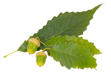 Chinquapin Oak, Quercus muehlenbergii, leaves and acorns on white © Michael Redmer©