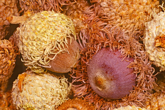 Bur oak, Quercus macrocarpa, acorns