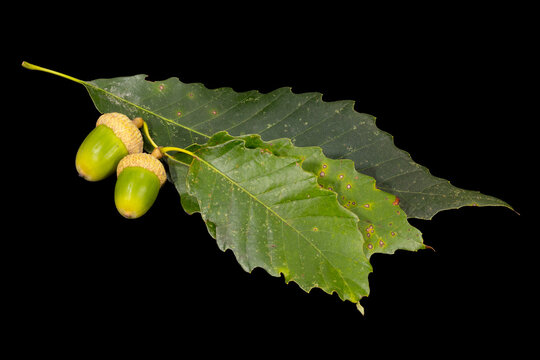 Chinquapin Oak, Quercus muehlenbergii, leaves and acorns on black background.