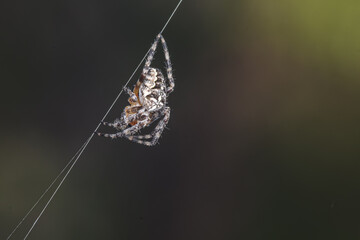 Zbliżenie makro na pająka krzyżaka wiszącego na pojedynczej nici pajęczyny. Ciemne, naturalne tło z miękkim rozmyciem. Detal drapieżnika w ogrodzie, przyroda z bliska.