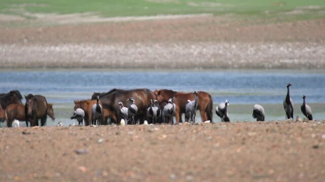 Aral Sea shore hosts cranes and wild horses near Kazakhstan Uzbekistan border, wildlife. Migratory birds mingle beside free roaming equines along a shrinking lake edge on frontier sands.