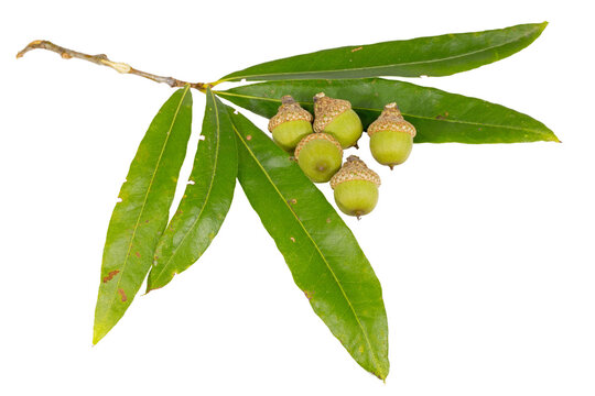 Willow Oak, Quercus phellos, leaves and acorsn, white background