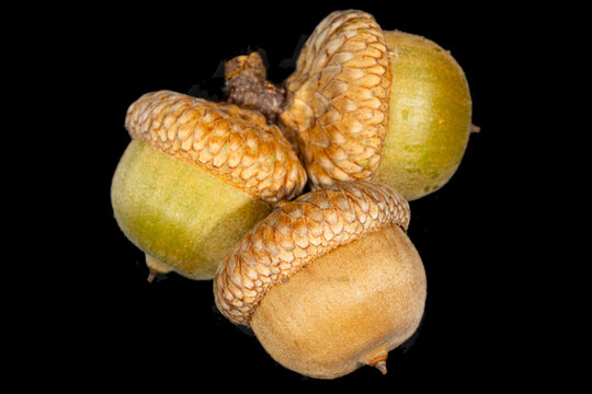 Red Oak Acorns, Quercus rubra, on black
