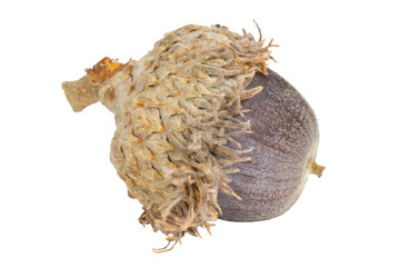 Deam's Oak, Quercus xdeamii, acorn. © Michael Redmer©