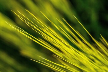 Makrofotografia kłosów zbóż w złotym świetle. Detale ości jęczmienia na rozmytym zielonym tle. Abstrakcyjne ujęcie natury, rolnictwa i letniego słońca. © Henryk Niestrój
