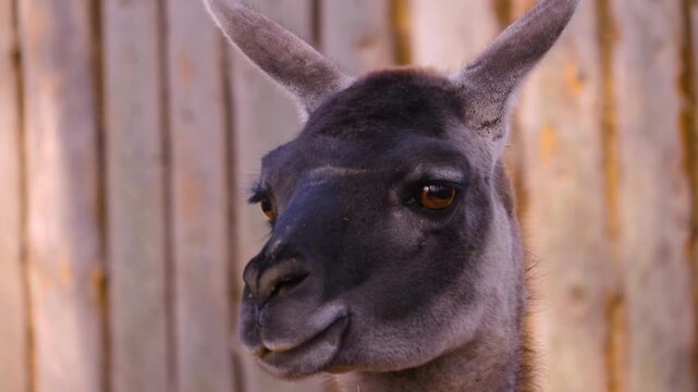 Close up guanaco head standing around on a sunny autumn day watching