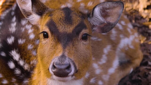 Close up of a axis deer doe resting on the forest ground on a sunny autumn day looking around