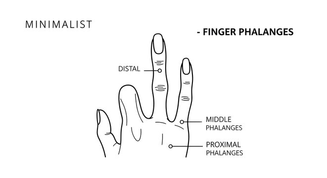 Minimalist outline drawing of finger phalanges showing distal middle and proximal segments of human hand