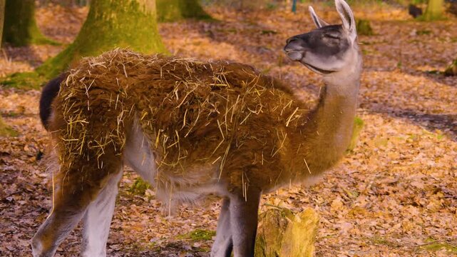 Close up guanaco head standing around on a sunny autumn day watching