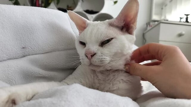 A young white cat lying on a soft white bed with its paws gently folded, while a woman&rsquo;s hand pets it. The playful cat lightly bites the hand,