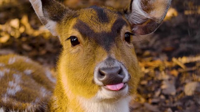 Close up of a axis deer doe resting on the forest ground on a sunny autumn day looking around