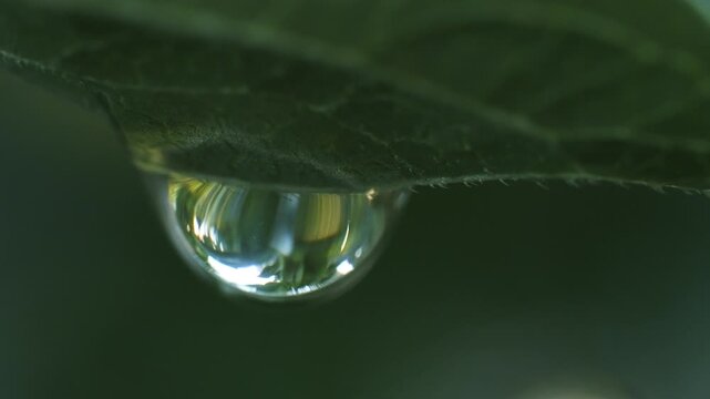 A raindrop hangs and sways on the green foliage of a plant, macro