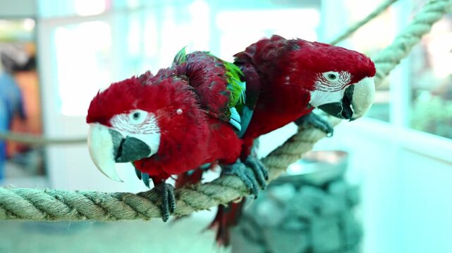 Two scarlet macaws sit on rope in tropical sanctuary, close bond between pair of parrots. Pair of parrots interact with each other by preening feathers with beaks. Ara macao.