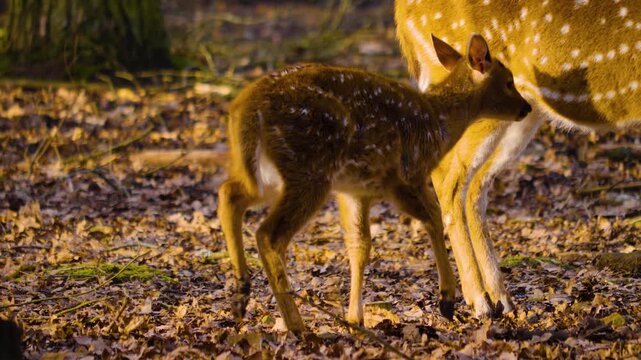 Close up of an axis deer fawn standing in the forest with his mother on a sunny autumn day and drinking from her udder